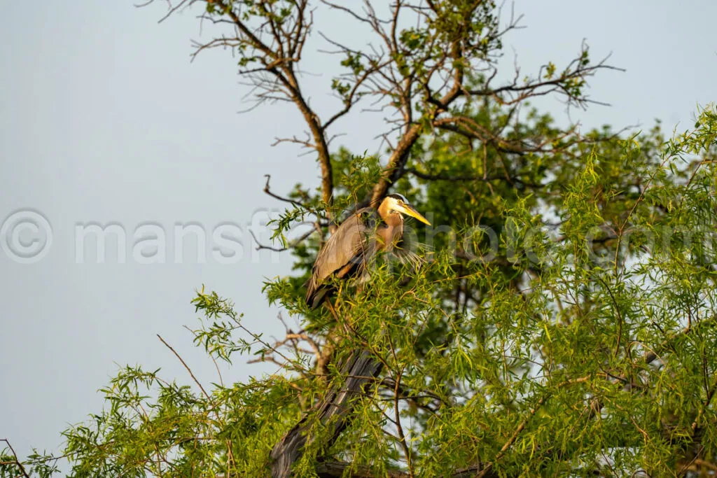 Great Blue Heron At Loyd Park A4-32939 - Mansfield Photography