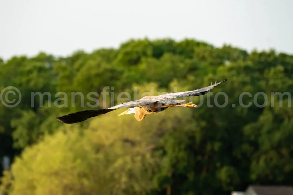 Great Blue Heron At Loyd Park A4-32951 - Mansfield Photography
