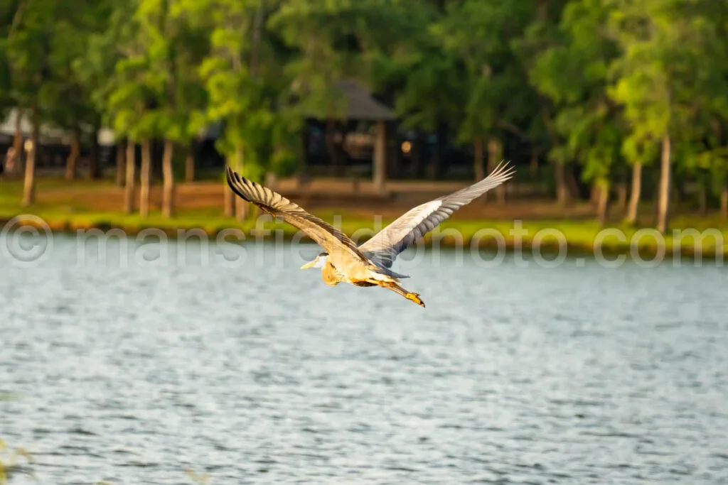 Great Blue Heron At Loyd Park A4-32955 - Mansfield Photography