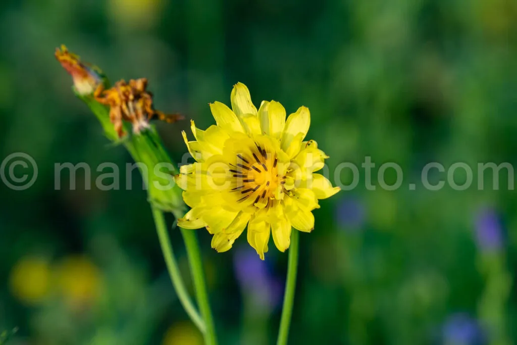 Texas Dandelion - Pyrrhopappus Carolinianus A4-32958 - Mansfield Photography