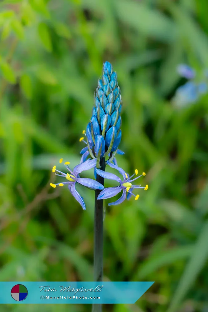 2025 Camas Lily