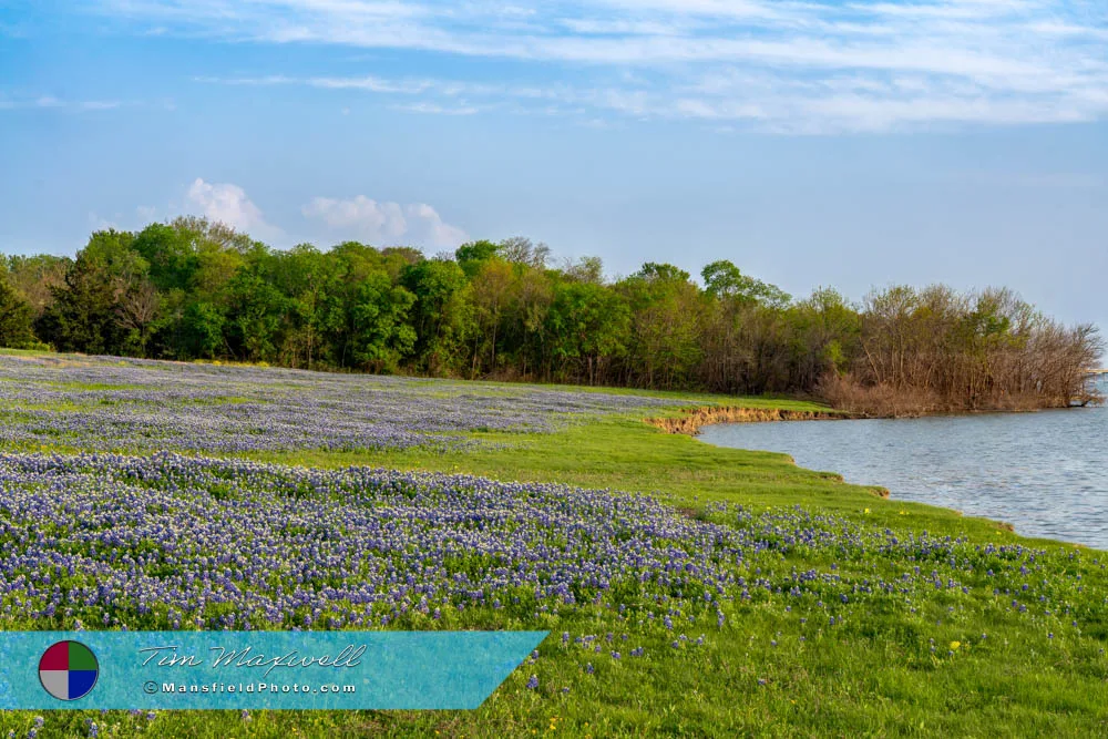 2025 Texas Bluebonnets - A Vast Field