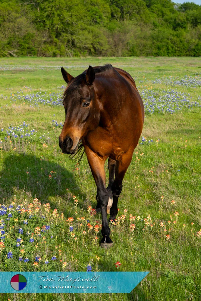 2025 Horse And Bluebonnets
