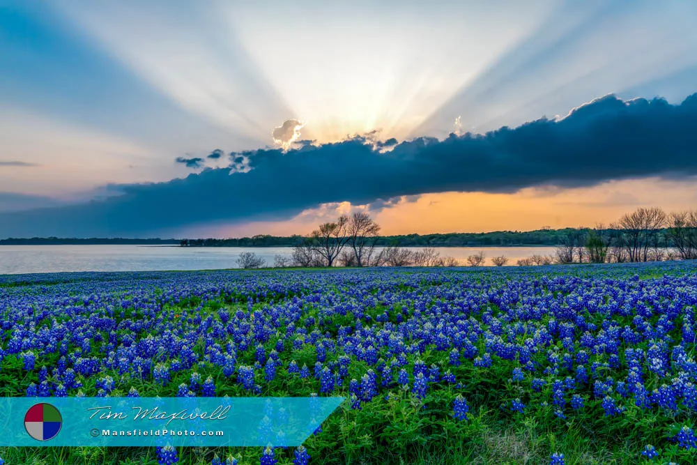 Streaks Of Light - Lake And Bluebonnet Sunset