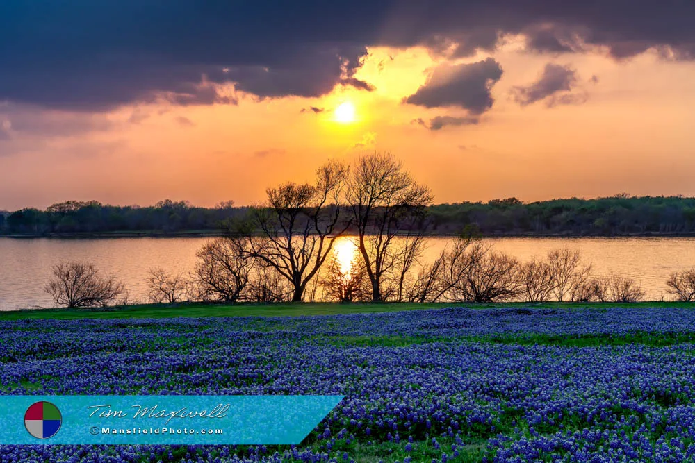 Beautiful 2025 Bluebonnet Sunset