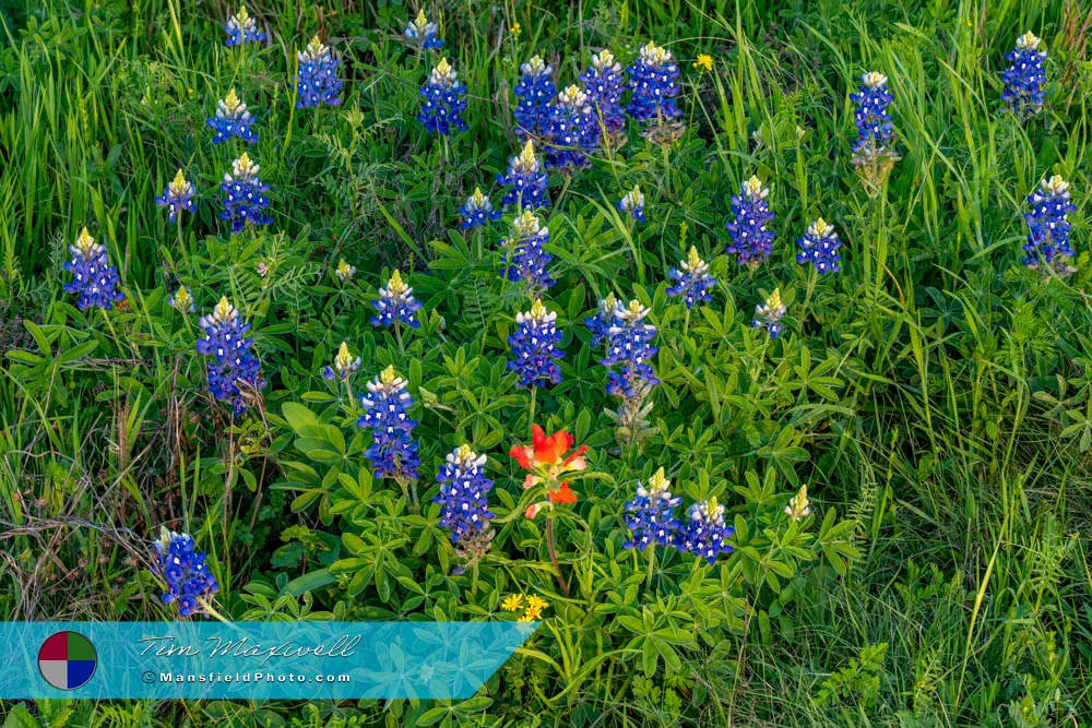 2025 Texas Bluebonnets (And An Indian Paintbrush)