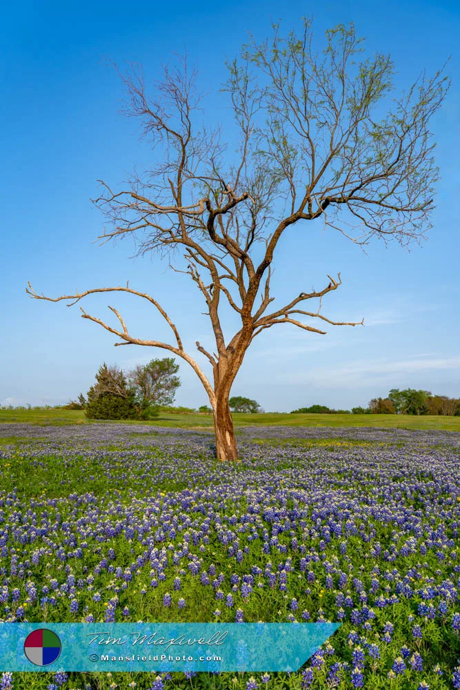 2025 Tree And Bluebonnets