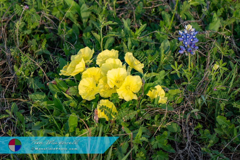 2025 Yellow Primrose