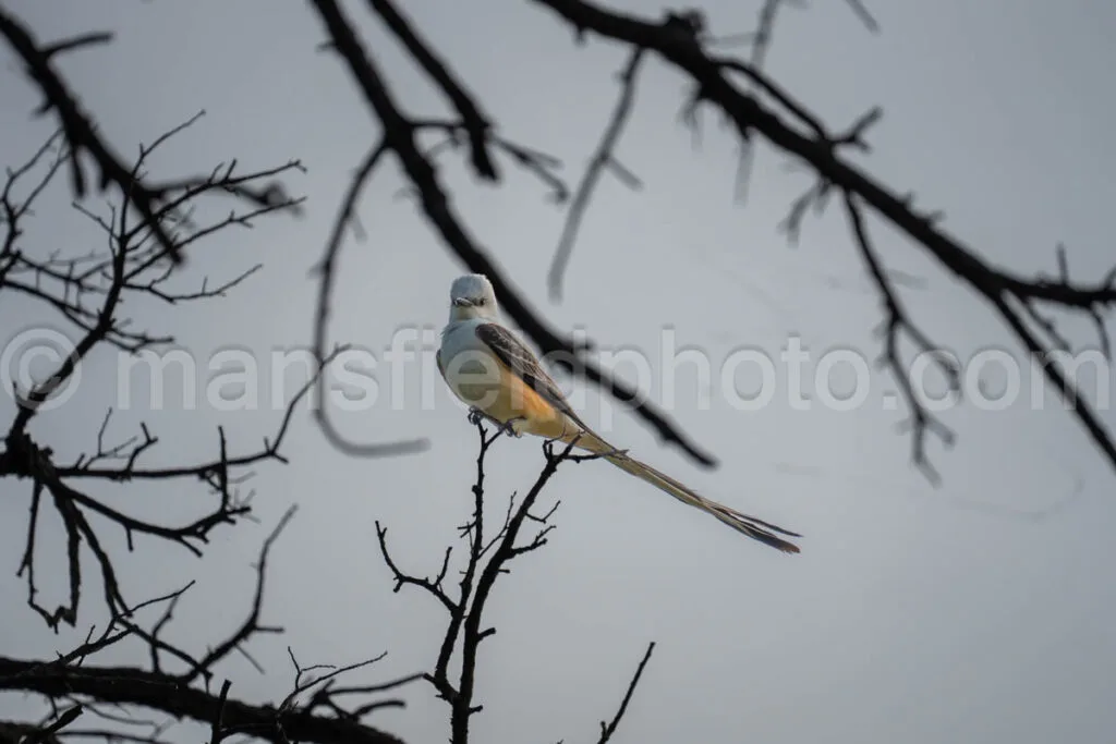 Scissor-Tailed Flycatcher At Cedar Hill State Park A4-32970 - Mansfield Photography