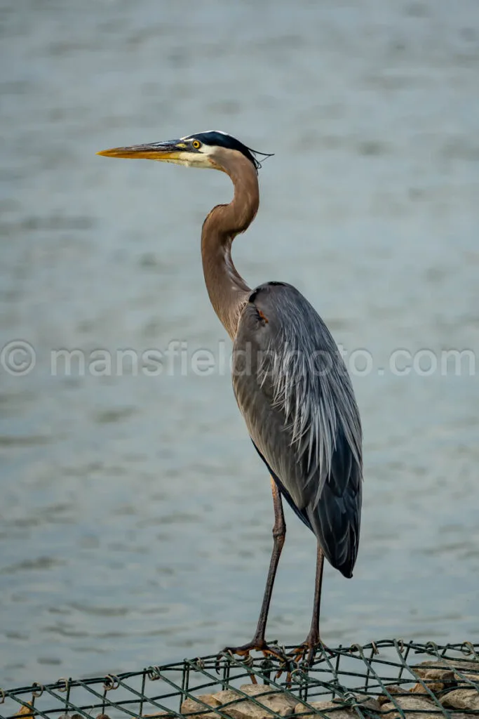 Great Blue Heron A4-32992 - Mansfield Photography