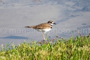 Killdeer At Cedar Hill State Park A4-33029 - Mansfield Photography