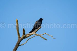 Red-Winged Blackbird At Cedar Hill State Park A4-33037 - Mansfield Photography