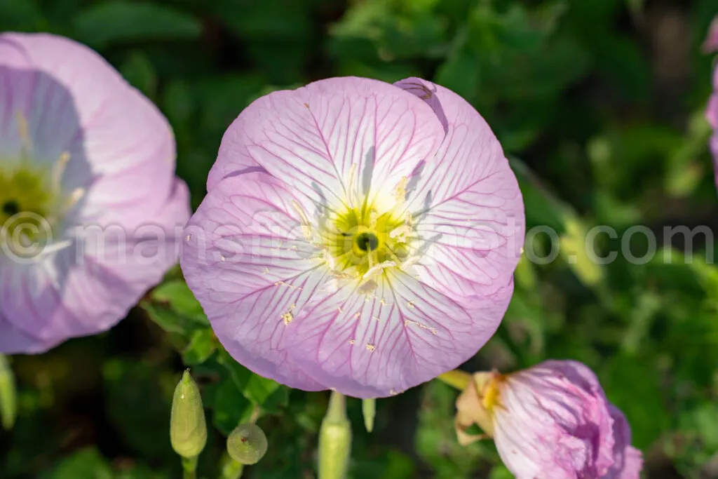Pink Evening Primrose A4-33048 - Mansfield Photography