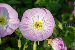 Pink Evening Primrose A4-33048 - Mansfield Photography