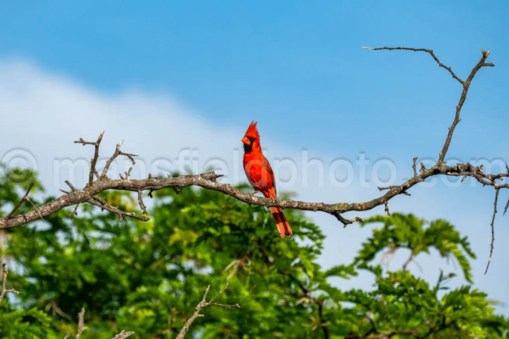 Cardinal At Cedar Hill State Park A4-33056 - Mansfield Photography