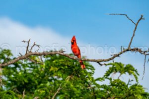 Cardinal At Cedar Hill State Park A4-33056 - Mansfield Photography