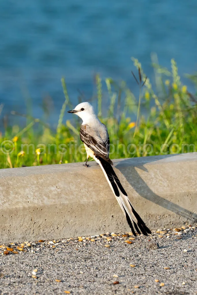 Scissor-Tailed Flycatcher At Cedar Hill State Park A4-33159 - Mansfield Photography