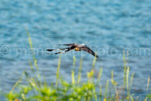 Scissor-Tailed Flycatcher At Cedar Hill State Park A4-33165 - Mansfield Photography