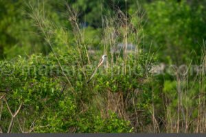 Scissor-Tailed Flycatcher At Cedar Hill State Park A4-33177 - Mansfield Photography