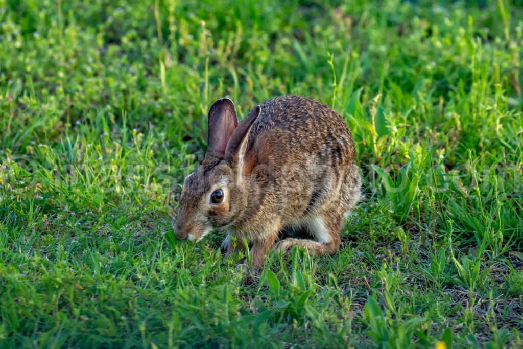 Eastern Cottontail At Cedar Hill State Park A4-33194 - Mansfield Photography