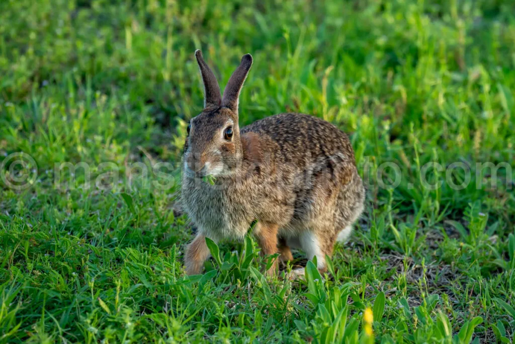 Eastern Cottontail At Cedar Hill State Park A4-33199 - Mansfield Photography
