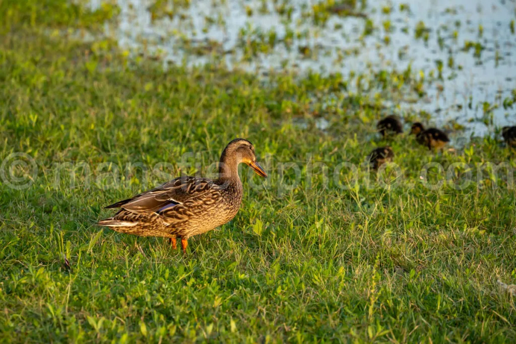 Mallard Duck And Ducklings At Lynn Creek Park A4-33228 - Mansfield Photography