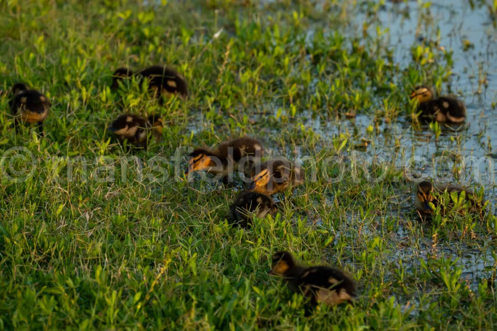 Mallard Duck And Ducklings At Lynn Creek Park A4-33239 - Mansfield Photography