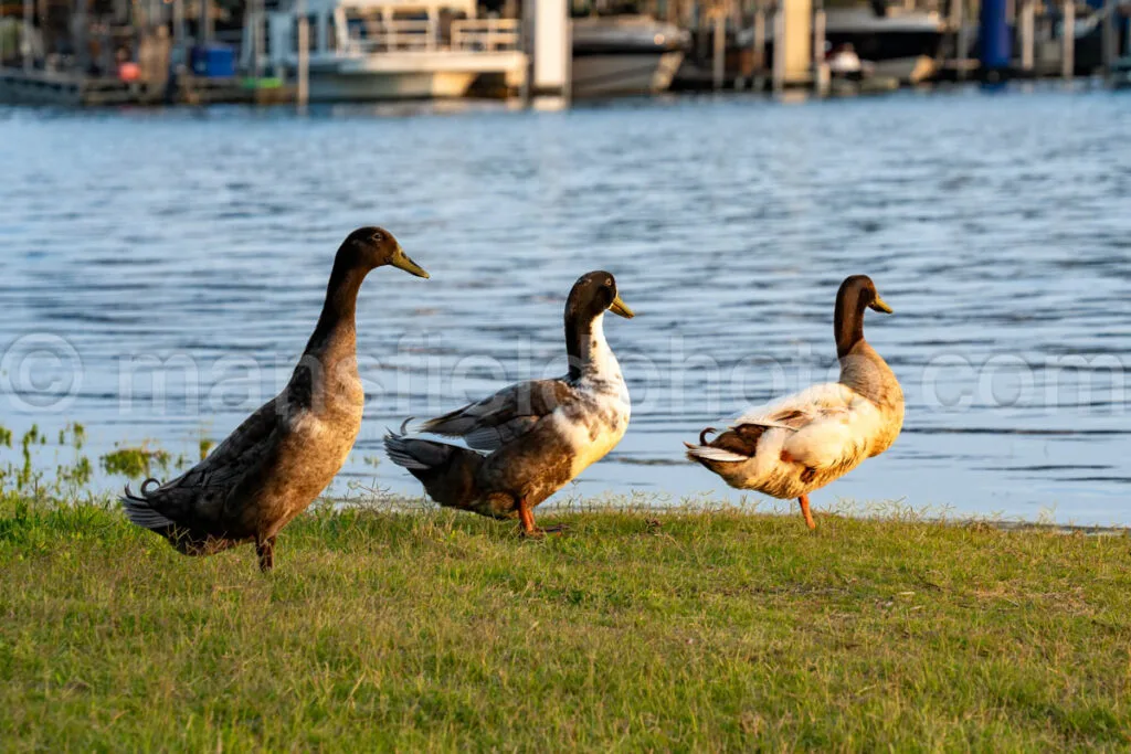 Indian Runner Duck At Lynn Creek Park A4-33266 - Mansfield Photography