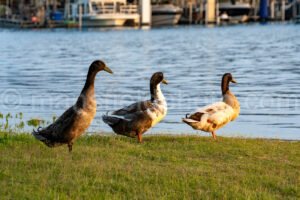 Indian Runner Duck At Lynn Creek Park A4-33266 - Mansfield Photography
