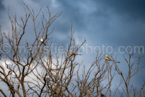 Scissor-Tailed Flycatcher At Cedar Hill State Park A4-33307 - Mansfield Photography