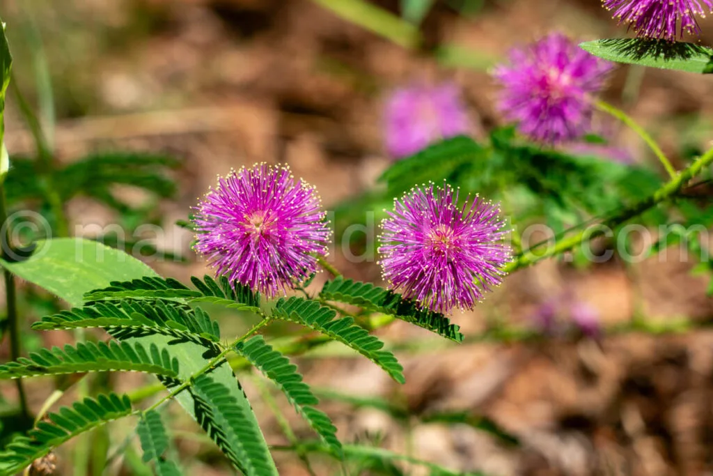 Mimosa Nuttallii - Nuttall'S Sensitive-Briar A4-33414 - Mansfield Photography