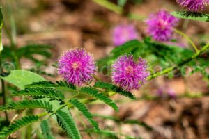 Mimosa Nuttallii - Nuttall'S Sensitive-Briar A4-33414 - Mansfield Photography