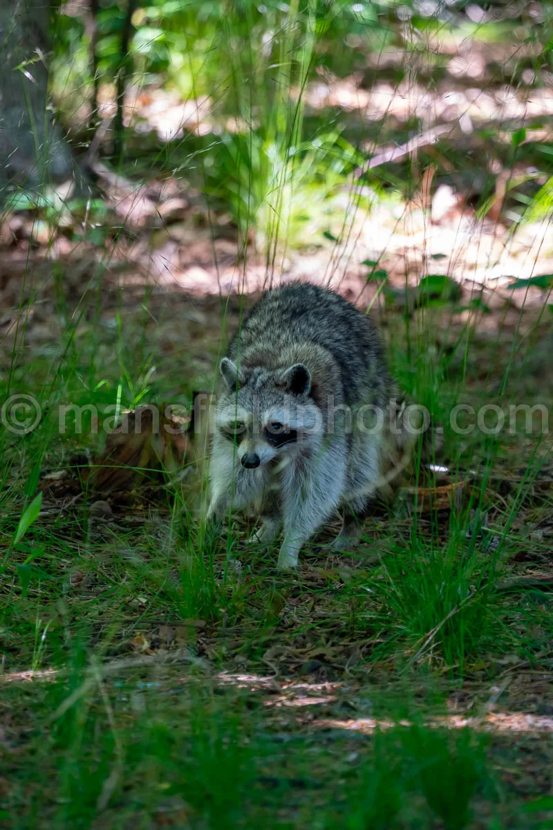 Raccoon At Tyler State Park A4-33425