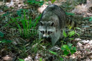 Raccoon At Tyler State Park A4-33436 - Mansfield Photography