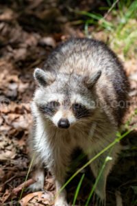 Raccoon At Tyler State Park A4-33439 - Mansfield Photography