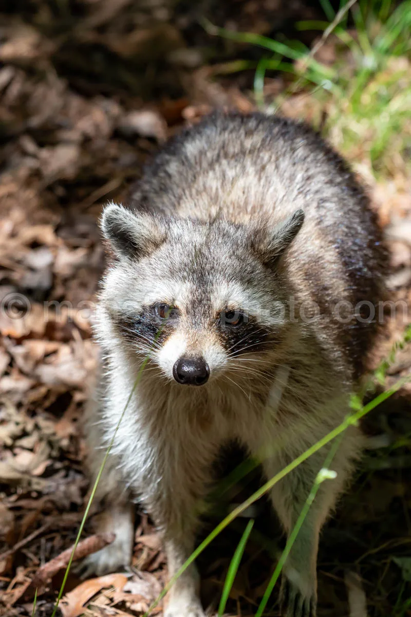 Raccoon At Tyler State Park A4-33439