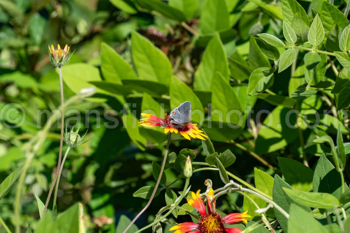 Gray Hairstreak Butterfly At Tyler State Park A4-33454