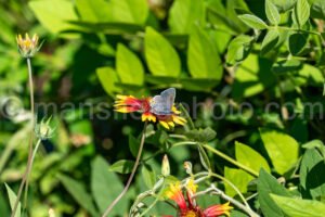 Gray Hairstreak Butterfly At Tyler State Park A4-33456 - Mansfield Photography
