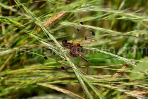 Calico Pennant Dragonfly At Tyler State Park A4-33462 - Mansfield Photography
