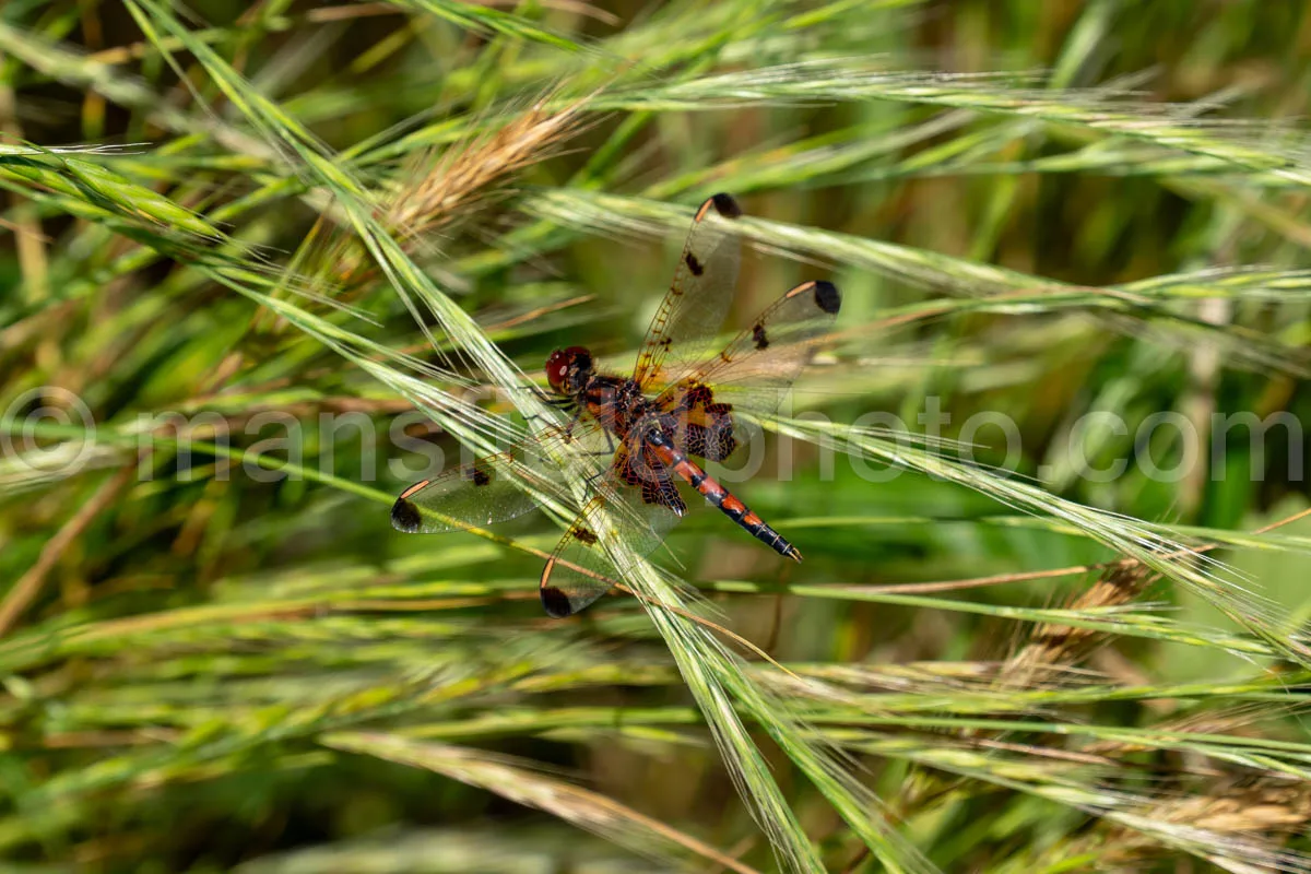 Calico Pennant Dragonfly At Tyler State Park A4-33462