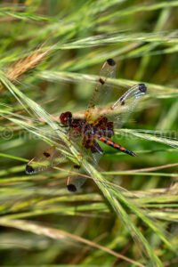 Calico Pennant Dragonfly At Tyler State Park A4-33466 - Mansfield Photography