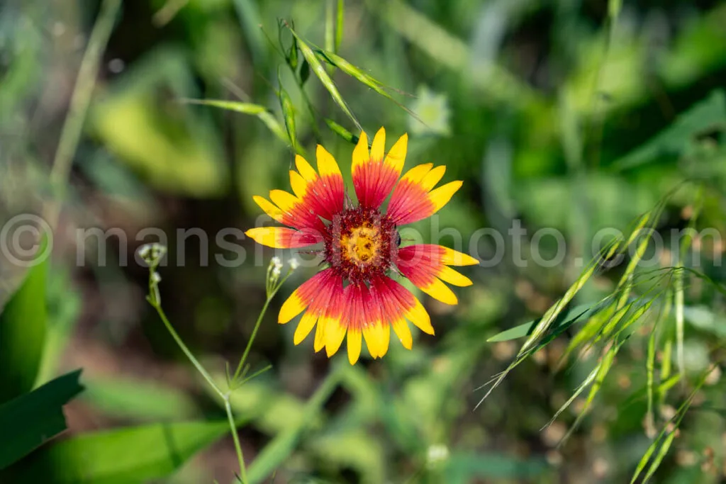 Indian Blanket At Tyler State Park A4-33472 - Mansfield Photography