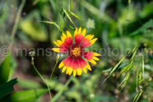 Indian Blanket At Tyler State Park A4-33472 - Mansfield Photography