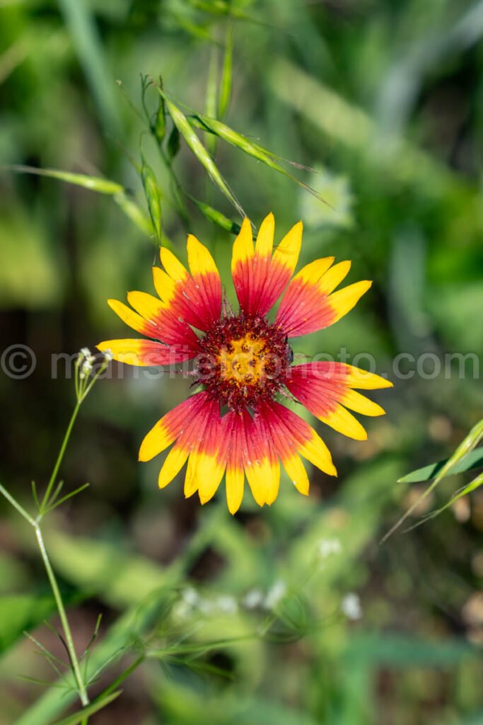 Indian Blanket at Tyler State Park A4-33473 - Mansfield Photography