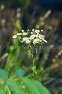 Daisy Fleabane At Tyler State Park A4-33475 - Mansfield Photography