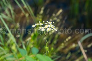 Daisy Fleabane At Tyler State Park A4-33476 - Mansfield Photography
