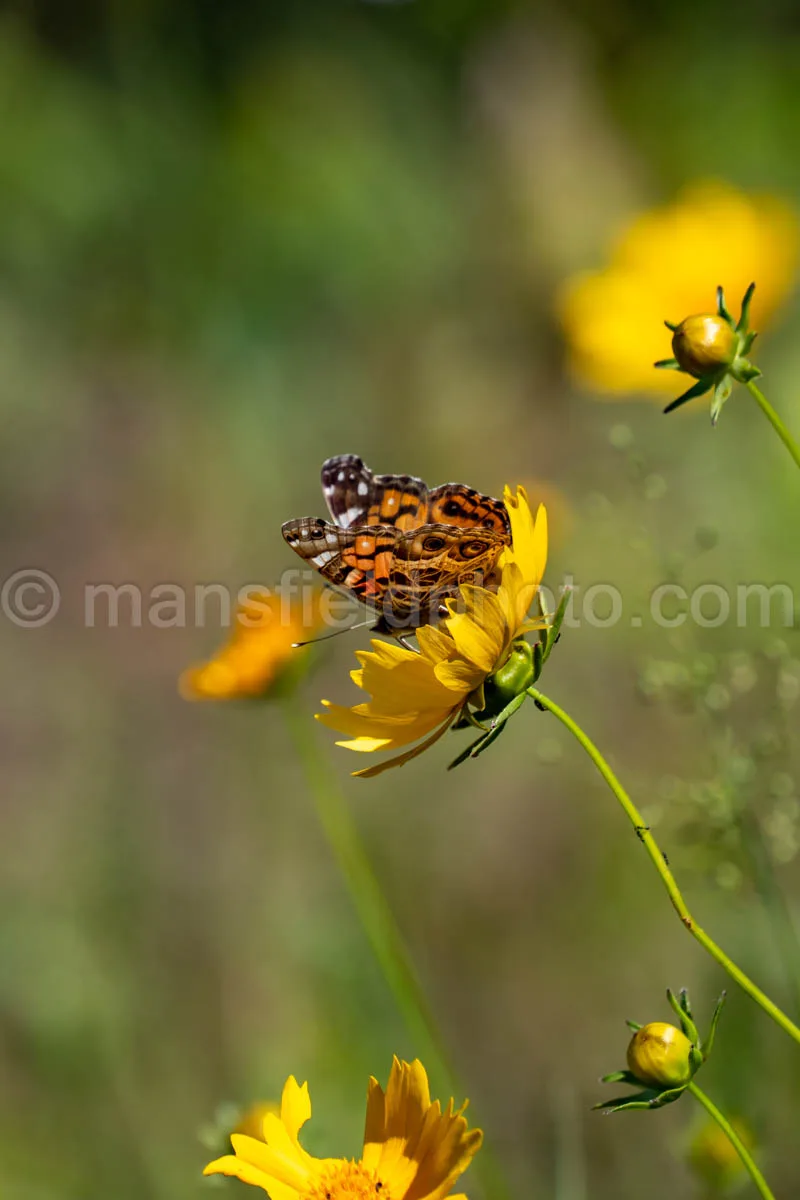 American Lady Butterfly At Tyler State Park A4-33479