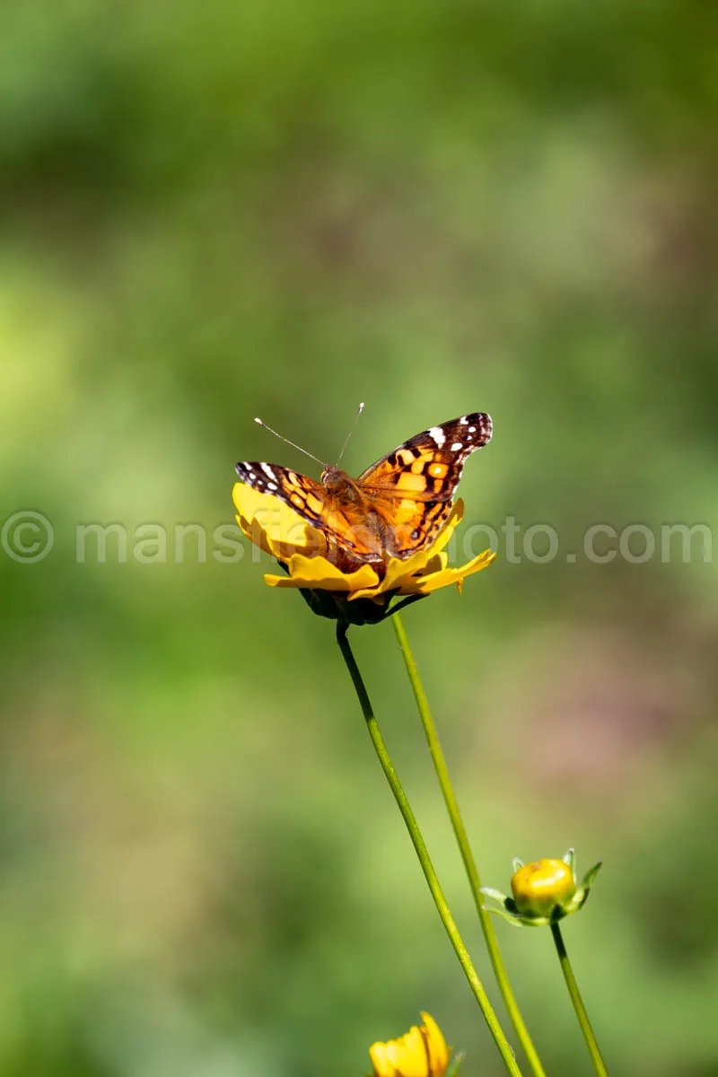 American Lady Butterfly At Tyler State Park A4-33487