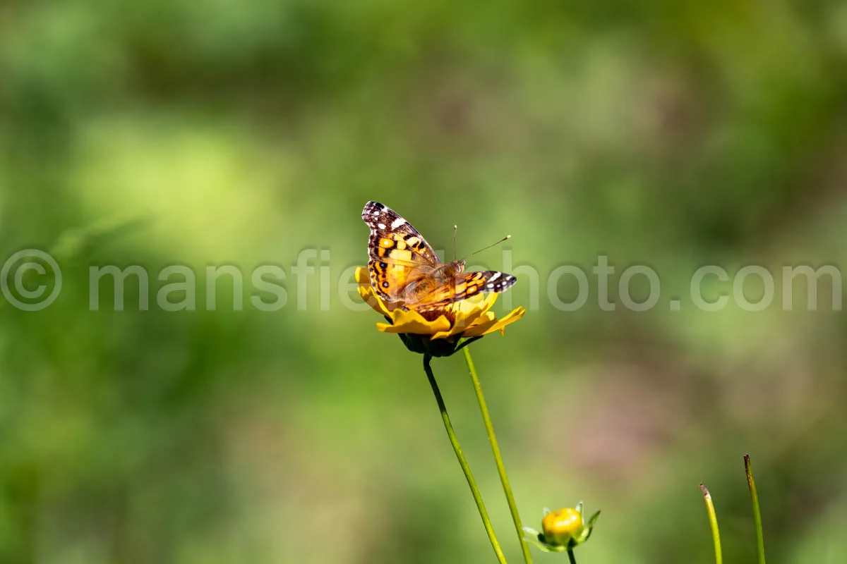 American Lady Butterfly At Tyler State Park A4-33488