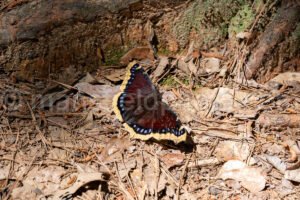 Mourning Cloak Butterfly At Tyler State Park A4-33490 - Mansfield Photography